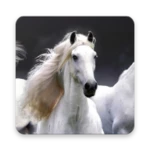 Logo of Horse Wallpaper HD android Application 